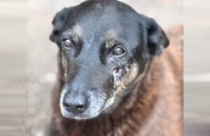 Efeito “cão Orelha”: Paulínia vai multar pais de menores que maltratarem animais